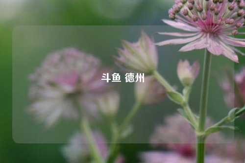 斗鱼 德州