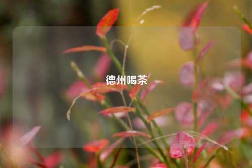 德州喝茶