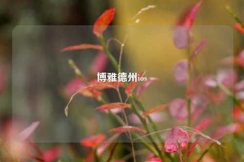 博雅德州ios